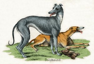 To Greyhounds, fra The Natural History of Animals av American School