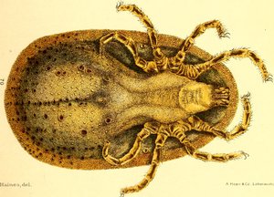 Ventral utsikt over Argus Miniatus, illustrasjon fra "Cattle ticks (Ixodoidea) of the United States" av D. E. Salmon og Charles Wardell av American School
