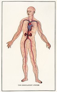 Vintage anatomisk trykk av det menneskelige sirkulasjonssystemet av American School