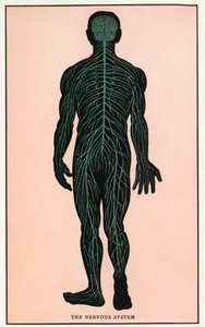 Vintage anatomisk trykk av det menneskelige nervesystemet  av American School