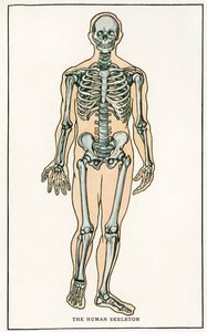 Vintage anatomisk trykk av menneskeskjelettet av American School