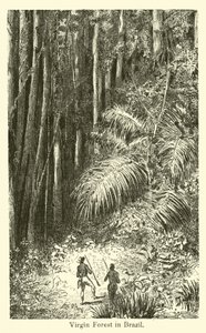 Virgin Forest i Brasil av American School