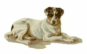 Ung hund liggende av American School