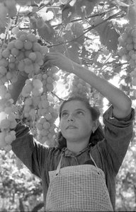 BITRE DRUER - DEN SVÆRT UNGE PERGOLONAEN av Ando Gilardi