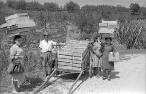 BITRE DRUER - TRANSPORT