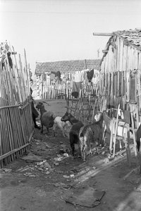 CROTONE - GEITER BLANT SKALLENE