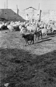 TRANSHUMANCE I CROTON av Ando Gilardi