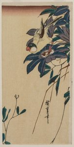 Grosbeak og Clematis, midten av 1830-årene. av Ando Hiroshige