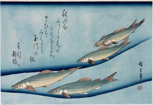 Riverrout", fra serien "Collection of Fish" av Ando or Utagawa Hiroshige