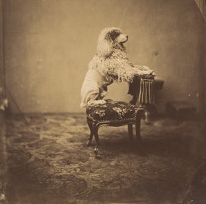 [Keiserinne Eugenies puddel], 1850-tallet. av Andre Adolphe Eugene Disderi