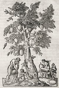 Brødfrukttre, gravering av Andre Thevet (1504-1592), Paris, Frankrike av Andre Thevet