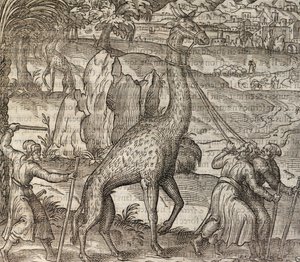 Giraffe, gravering fra Cosmographie Universelle av Andre Thevet