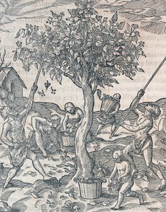 Høsting av pepper på øya Java, gravering fra Universal Cosmology av Andre Thevet (1504-1592), Paris av Andre Thevet