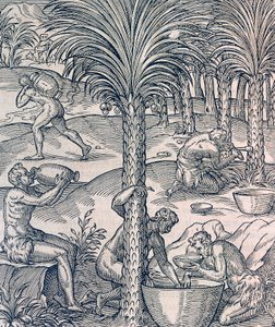 Innbyggere på Kapp Verde lager drinker av palmetrær, gravering fra Universal Cosmology, av Andre Thevet (1504-1592), Paris av Andre Thevet