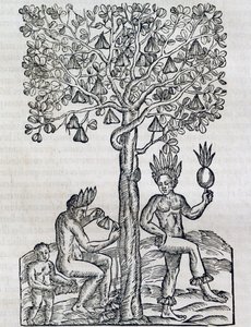 Nana frukt, tropisk medisinplante, gravering fra Universal Cosmology, av Andre Thevet (1504-1592), Paris