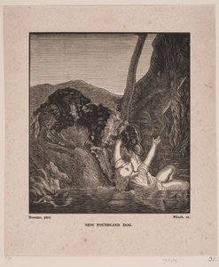 Newfoundland hund av Andreas Flinch