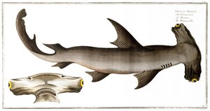 Hammerhead Shark (Balance Fish), utgitt av Black, ca. 1790 (trykk)