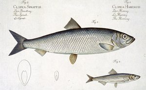 Sild (Clupea Harengus) (fig. 1) og brisling (Clupea Sprattus) plate XXIX fra 
