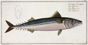 Makrell (Scomber Scomber) tallerken LIV fra 