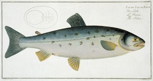 Salmon (Salmo Salar) tallerken XX fra 