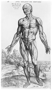 Anatomisk studie, illustrasjon fra 