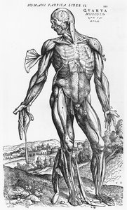 Anatomisk studie, illustrasjon fra 