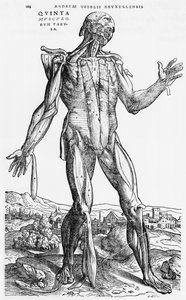 Anatomisk studie, illustrasjon fra 