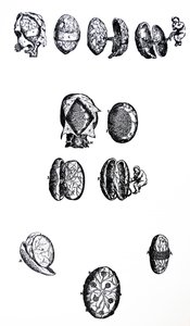 Platene fra den femte boken til De Humani Corporis Fabrica av Andreas Vesalius