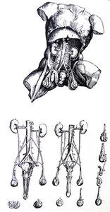 Platene fra den femte boken til De Humani Corporis Fabrica av Andreas Vesalius