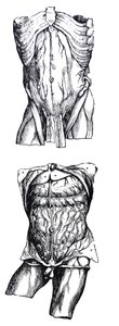 Platene fra den femte boken til De Humani Corporis Fabrica av Andreas Vesalius