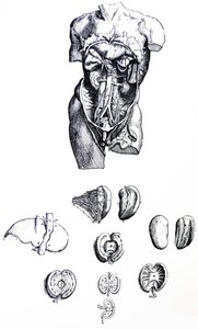 Platene fra den femte boken til De Humani Corporis Fabrica av Andreas Vesalius