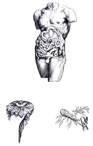 Platene fra den femte boken til De Humani Corporis Fabrica av Andreas Vesalius