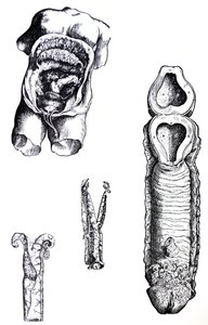 Platene fra den femte boken til De Humani Corporis Fabrica av Andreas Vesalius