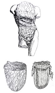 Platene fra den femte boken til De Humani Corporis Fabrica av Andreas Vesalius