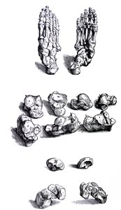 Platene fra den første boken til De Humani Corporis Fabrica av Andreas Vesalius