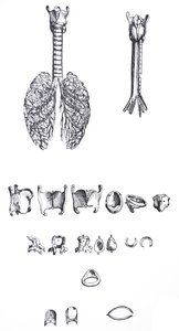 Platene fra den første boken til De Humani Corporis Fabrica av Andreas Vesalius