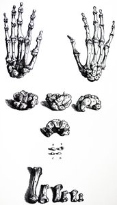 Platene fra den første boken til De Humani Corporis Fabrica av Andreas Vesalius