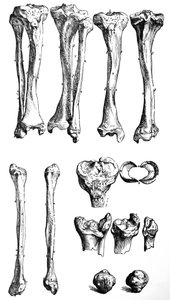Platene fra den første boken til De Humani Corporis Fabrica av Andreas Vesalius