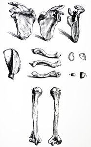 Platene fra den første boken til De Humani Corporis Fabrica av Andreas Vesalius