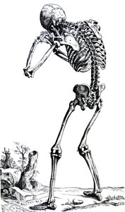 Platene fra den første boken til De Humani Corporis Fabrica av Andreas Vesalius