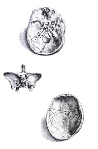 Platene fra den første boken til De Humani Corporis Fabrica av Andreas Vesalius