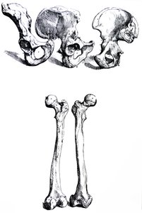 Platene fra den første boken til De Humani Corporis Fabrica av Andreas Vesalius
