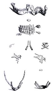 Platene fra den første boken til De Humani Corporis Fabrica av Andreas Vesalius