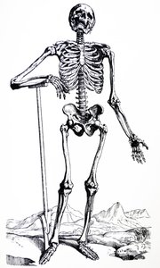 Platene fra den første boken til De Humani Corporis Fabrica av Andreas Vesalius