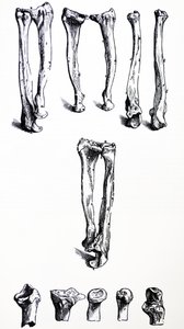 Platene fra den første boken til De Humani Corporis Fabrica av Andreas Vesalius