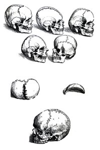 Platene fra den første boken til De Humani Corporis Fabrica av Andreas Vesalius, (1514-1564) av Andreas Vesalius