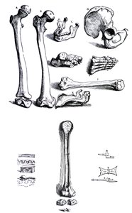 Platene fra den første boken til De Humani Corporis Fabrica av Andreas Vesalius, (1514-1564) av Andreas Vesalius