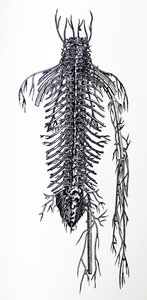 Platene fra den fjerde boken til De Humani Corporis Fabrica av Andreas Vesalius
