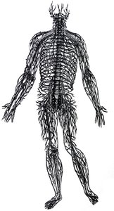 Platene fra den fjerde boken til De Humani Corporis Fabrica av Andreas Vesalius