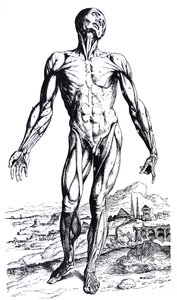 Platene fra den andre boken til De Humani Corporis Fabrica av Andreas Vesalius